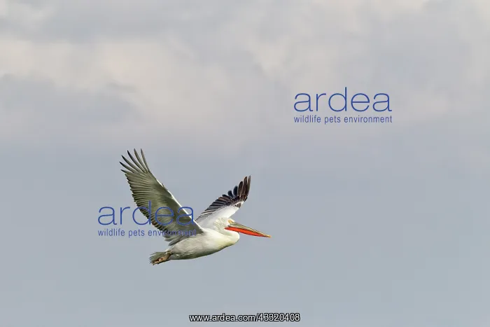 : Dalmatian Pelican : Dalmatian Pelican