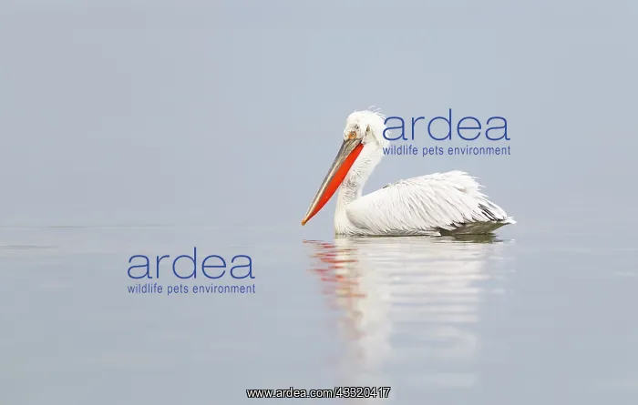  : Dalmatian Pelican