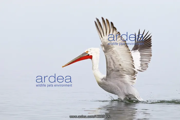 : Dalmatian Pelican : Dalmatian Pelican