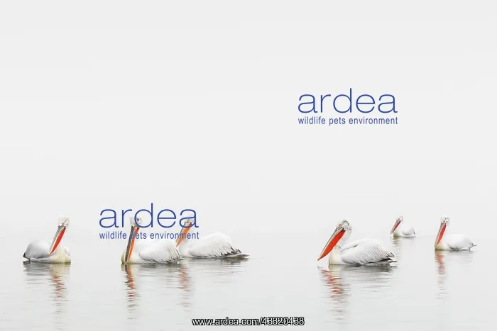 : Dalmatian Pelican : Dalmatian Pelican