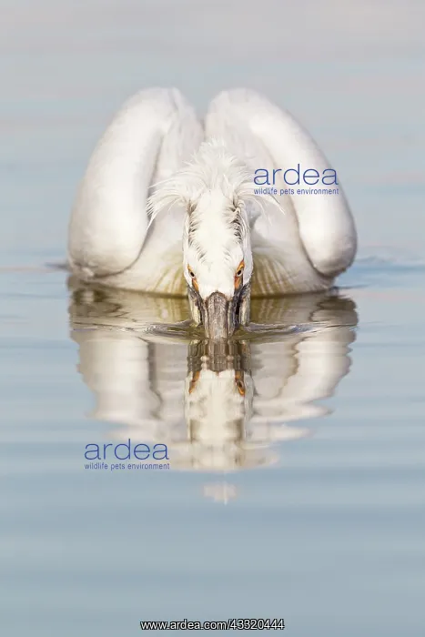  : Dalmatian Pelican