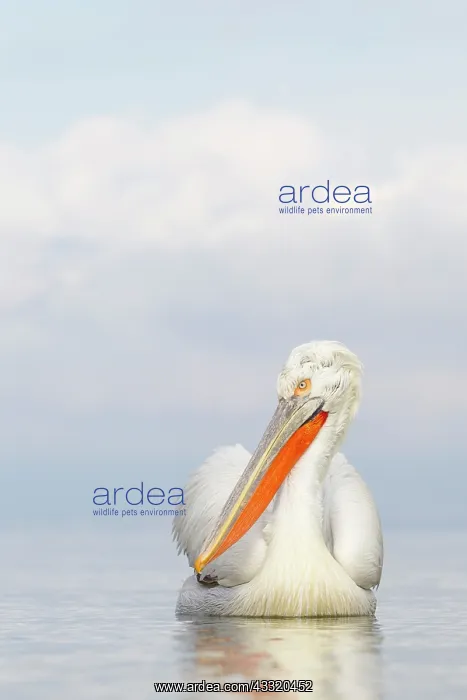 : Dalmatian Pelican : Dalmatian Pelican