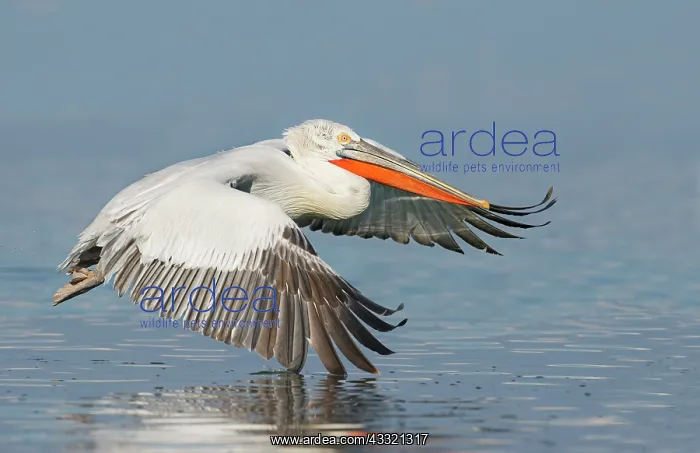  : Dalmatian Pelican