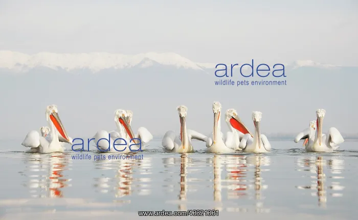  : Dalmatian Pelican