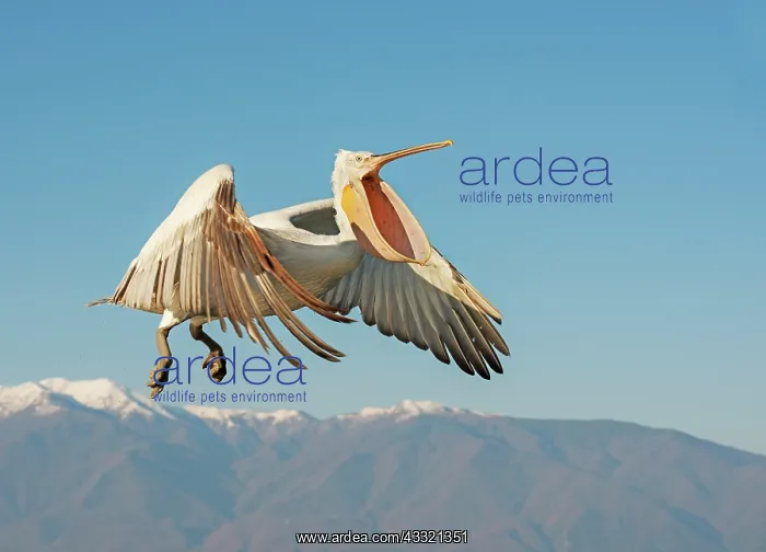 : Dalmatian Pelican : Dalmatian Pelican