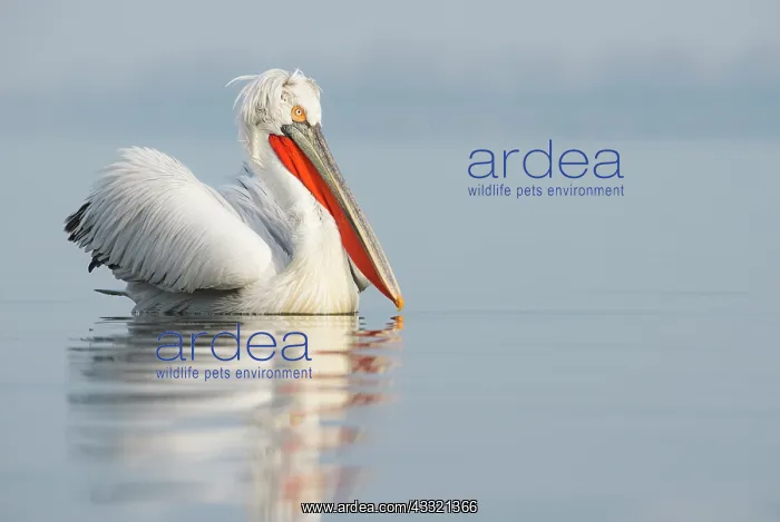 : Dalmatian Pelican : Dalmatian Pelican