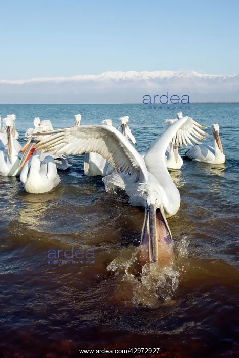 : Dalmatian Pelican - catching fish in shallows : Dalmatian Pelican - catching fish in shallows