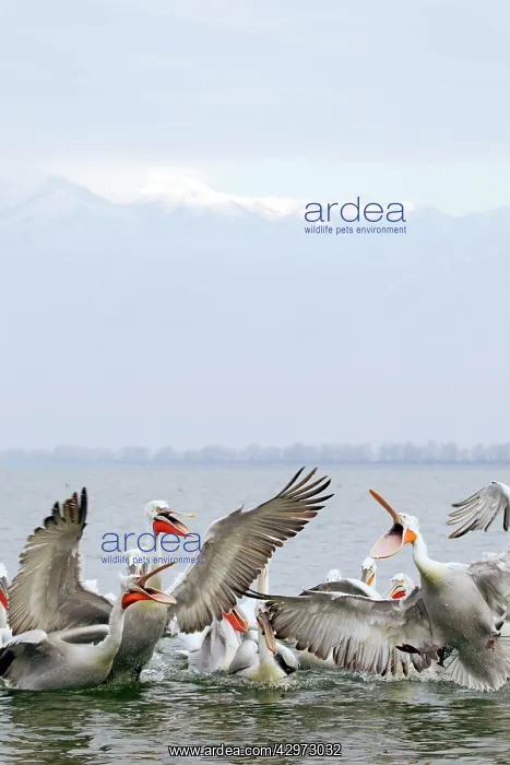 : Dalmatian Pelican - catching fish thrown by fishermen : Dalmatian Pelican - catching fish thrown by fishermen