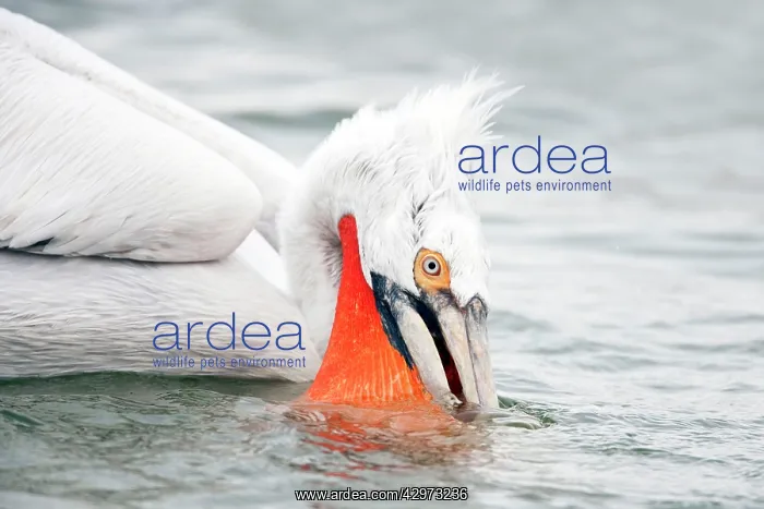 : Dalmatian Pelican - catching small fish : Dalmatian Pelican - catching small fish