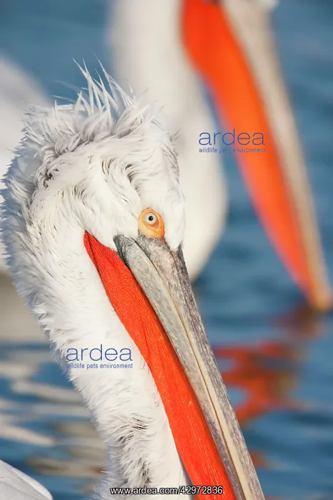 : Dalmatian Pelican - close up showing head detail : Dalmatian Pelican - close up showing head detail