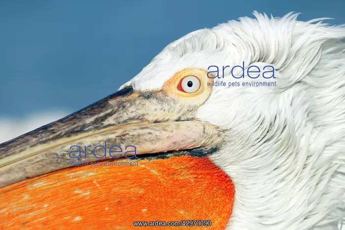 : Dalmatian Pelican - close up showing head detail : Dalmatian Pelican - close up showing head detail
