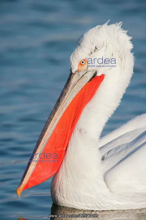 : Dalmatian Pelican - close up showing head detail : Dalmatian Pelican - close up showing head detail