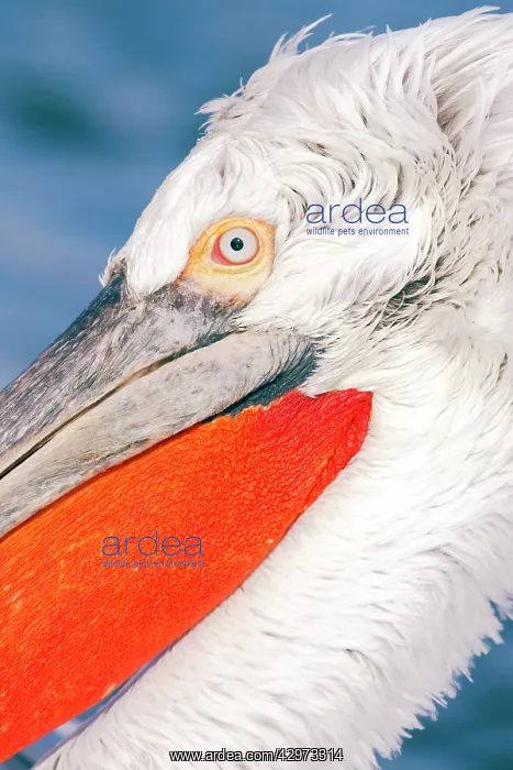 : Dalmatian Pelican - close up showing head detail : Dalmatian Pelican - close up showing head detail