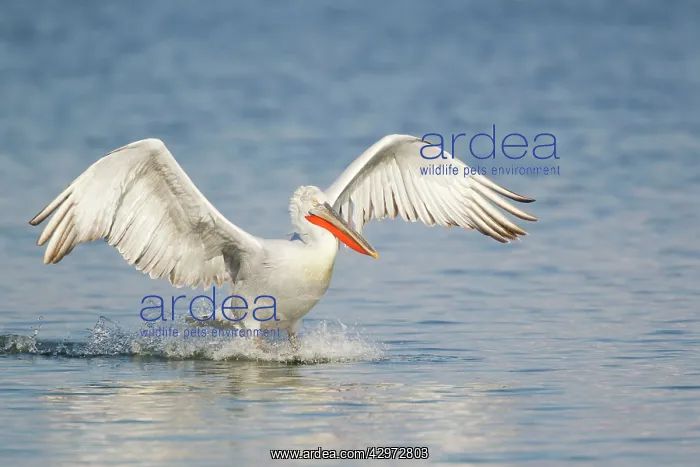 : Dalmatian Pelican - coming in to land on lake : Dalmatian Pelican - coming in to land on lake