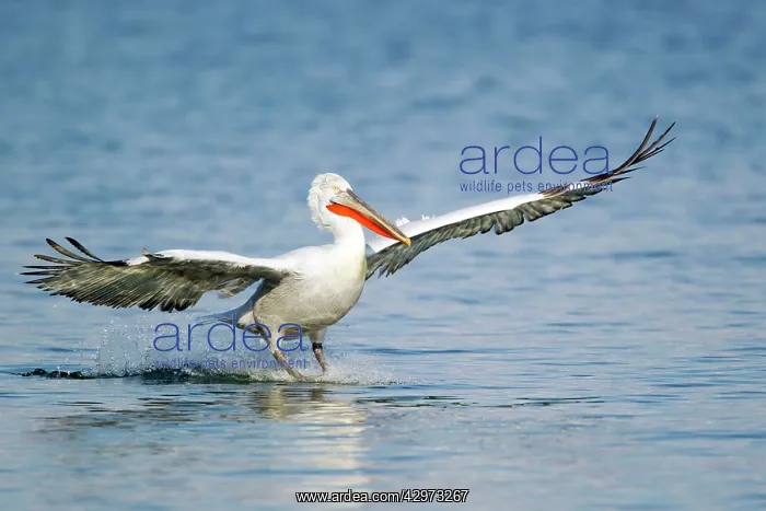 : Dalmatian Pelican - coming in to land on lake : Dalmatian Pelican - coming in to land on lake