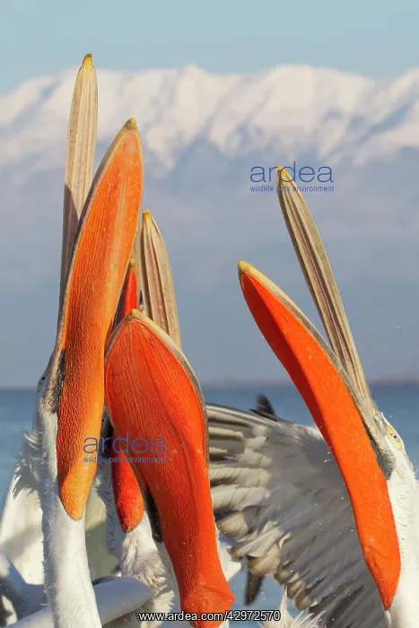 : Dalmatian Pelican - competing for fish discarded : Dalmatian Pelican - competing for fish discarded
