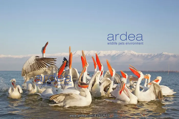  : Dalmatian Pelican - competing for fish discarded