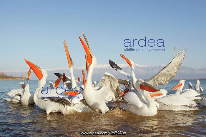 : Dalmatian Pelican - competing for fish discarded : Dalmatian Pelican - competing for fish discarded