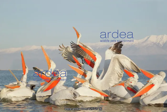 : Dalmatian Pelican - competing for fish discarded : Dalmatian Pelican - competing for fish discarded