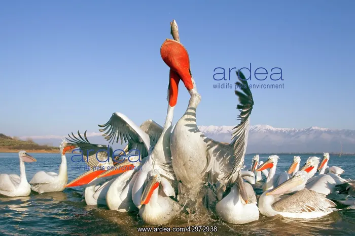 : Dalmatian Pelican - competing for fish discarded : Dalmatian Pelican - competing for fish discarded