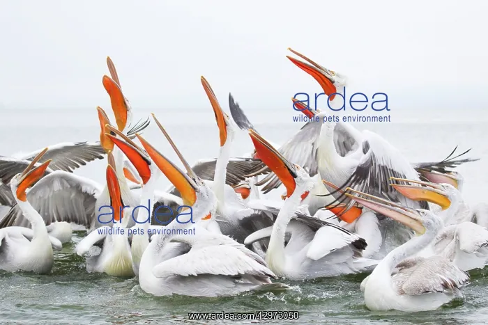 : Dalmatian Pelican - competing for fish discarded : Dalmatian Pelican - competing for fish discarded