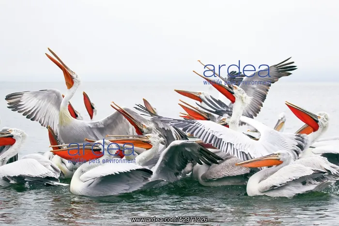 : Dalmatian Pelican - competing for fish discarded : Dalmatian Pelican - competing for fish discarded