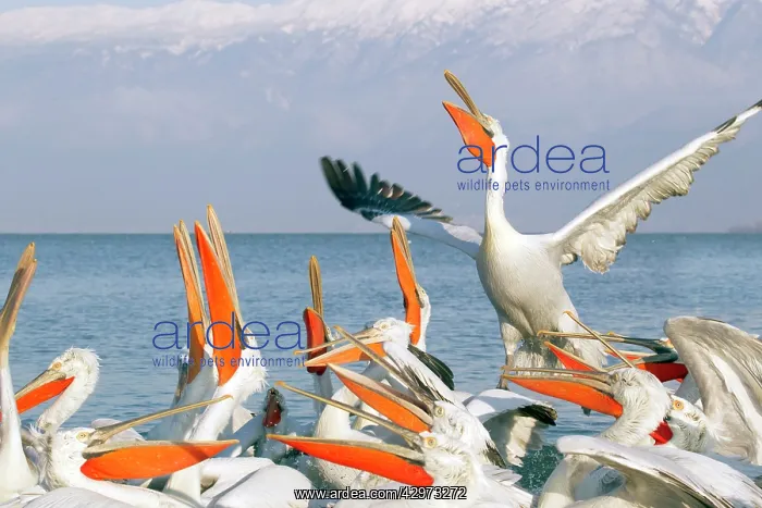  : Dalmatian Pelican - competing for fish discarded