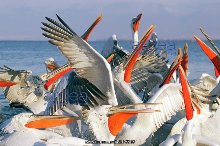 : Dalmatian Pelican - competing for fish discarded : Dalmatian Pelican - competing for fish discarded