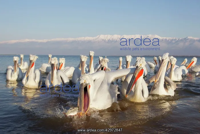 : Dalmatian Pelican - fishing at edge of lake : Dalmatian Pelican - fishing at edge of lake