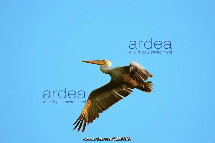 : Dalmatian Pelican - in flight : Dalmatian Pelican - in flight