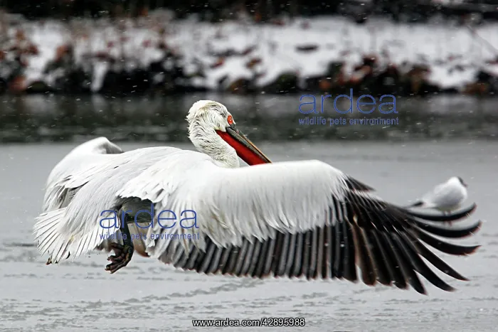 : Dalmatian Pelican - in flight : Dalmatian Pelican - in flight