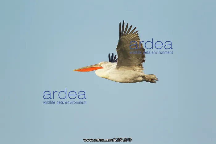 : Dalmatian Pelican - in flight : Dalmatian Pelican - in flight