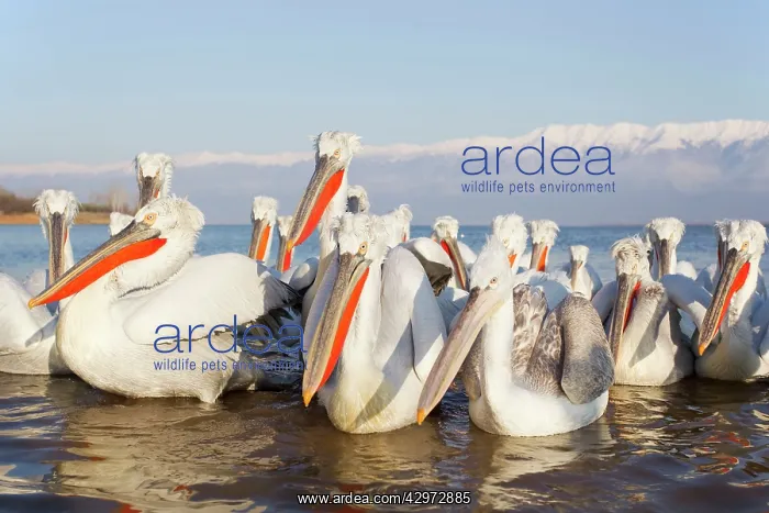 : Dalmatian Pelican - gathering on lake : Dalmatian Pelican - gathering on lake