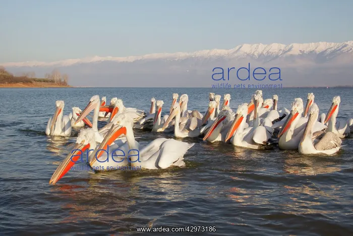 : Dalmatian Pelican - gathering on lake : Dalmatian Pelican - gathering on lake