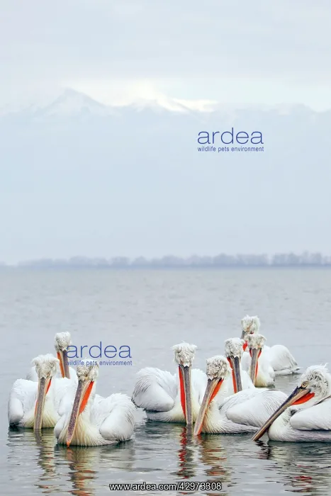 : Dalmatian Pelican - gathering on lake : Dalmatian Pelican - gathering on lake