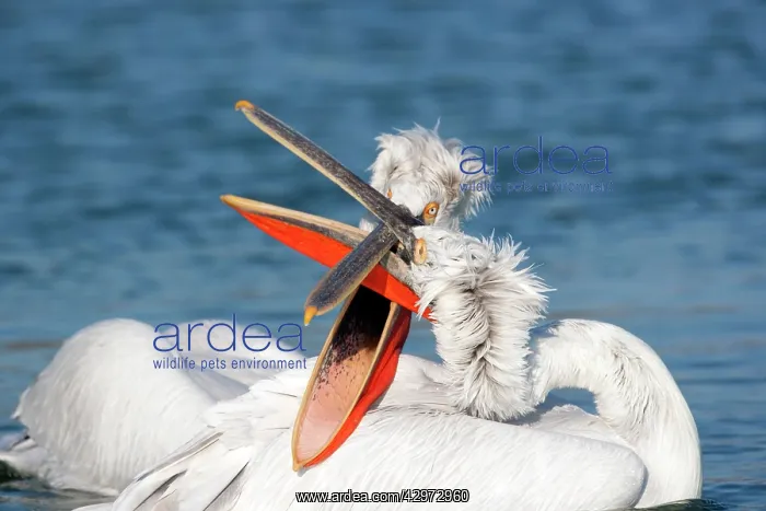 : Dalmatian Pelican - males fighting : Dalmatian Pelican - males fighting