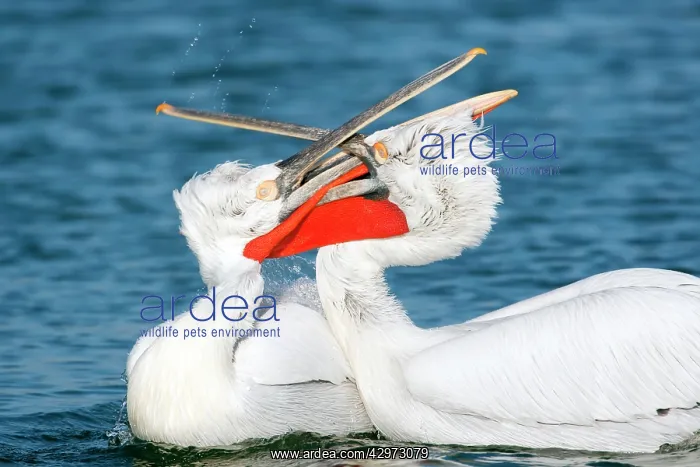 : Dalmatian Pelican - males fighting : Dalmatian Pelican - males fighting