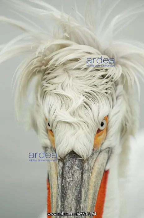 : Dalmatian Pelican (Pelecanus crispus) adult, breeding : Dalmatian Pelican (Pelecanus crispus) adult, breeding