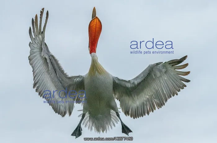 : Dalmatian pelican, Pelecanus crispus, in breeding : Dalmatian pelican, Pelecanus crispus, in breeding