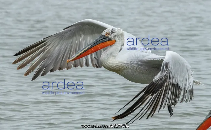 : Dalmatian pelican, Pelecanus crispus, in breeding : Dalmatian pelican, Pelecanus crispus, in breeding