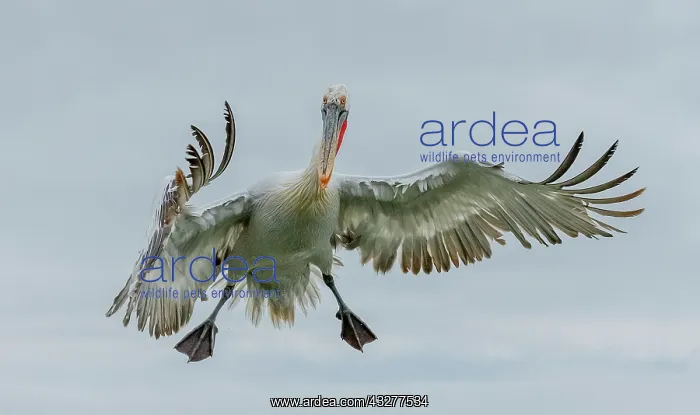 : Dalmatian pelican, Pelecanus crispus, in breeding : Dalmatian pelican, Pelecanus crispus, in breeding