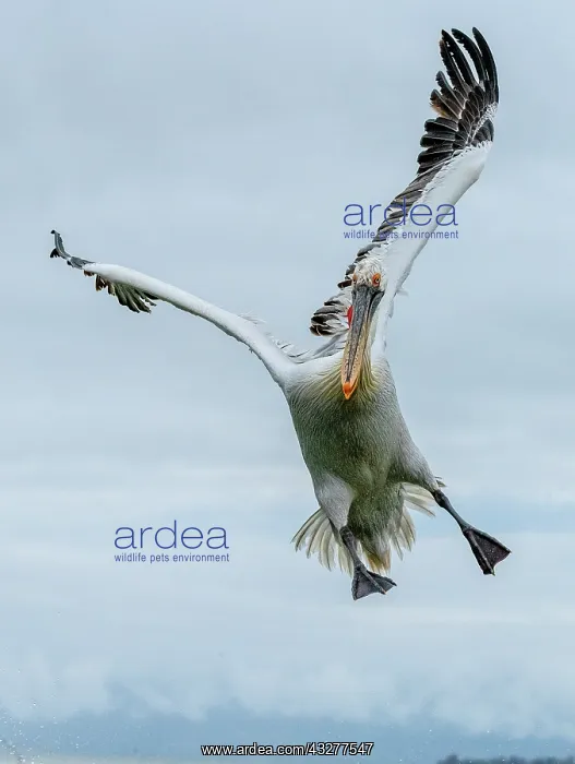 : Dalmatian pelican, Pelecanus crispus, in breeding : Dalmatian pelican, Pelecanus crispus, in breeding