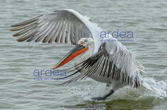: Dalmatian Pelican, Pelecanus crispus, landing on : Dalmatian Pelican, Pelecanus crispus, landing on