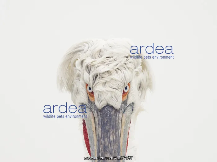 : A Dalmatian Pelican (Pelecanus crispus) looks hauntingly : A Dalmatian Pelican (Pelecanus crispus) looks hauntingly
