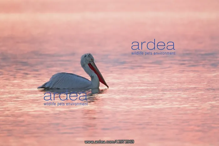 : Dalmatian Pelican - silhouetted at Sunrise : Dalmatian Pelican - silhouetted at Sunrise