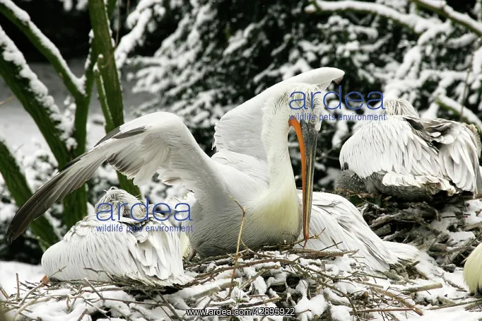 : Dalmatian Pelican - in the snow : Dalmatian Pelican - in the snow