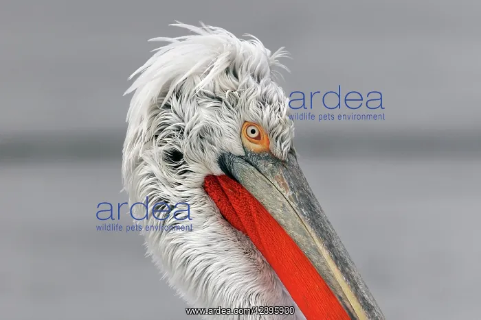 : Dalmatian Pelican - in the snow : Dalmatian Pelican - in the snow