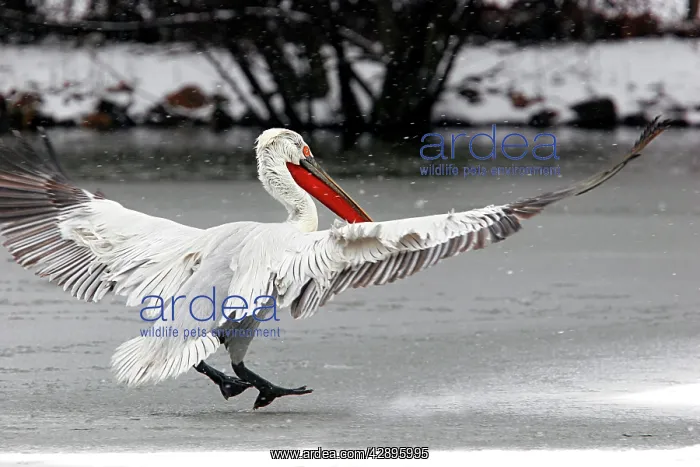 : Dalmatian Pelican - in the snow. captive : Dalmatian Pelican - in the snow. captive