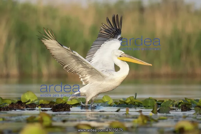 : Dalmatian pelican - taking off from lake - Romania : Dalmatian pelican - taking off from lake - Romania