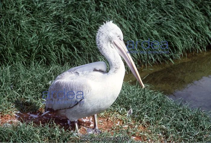 : DALMATIAN PELICAN - BY WATER : DALMATIAN PELICAN - BY WATER